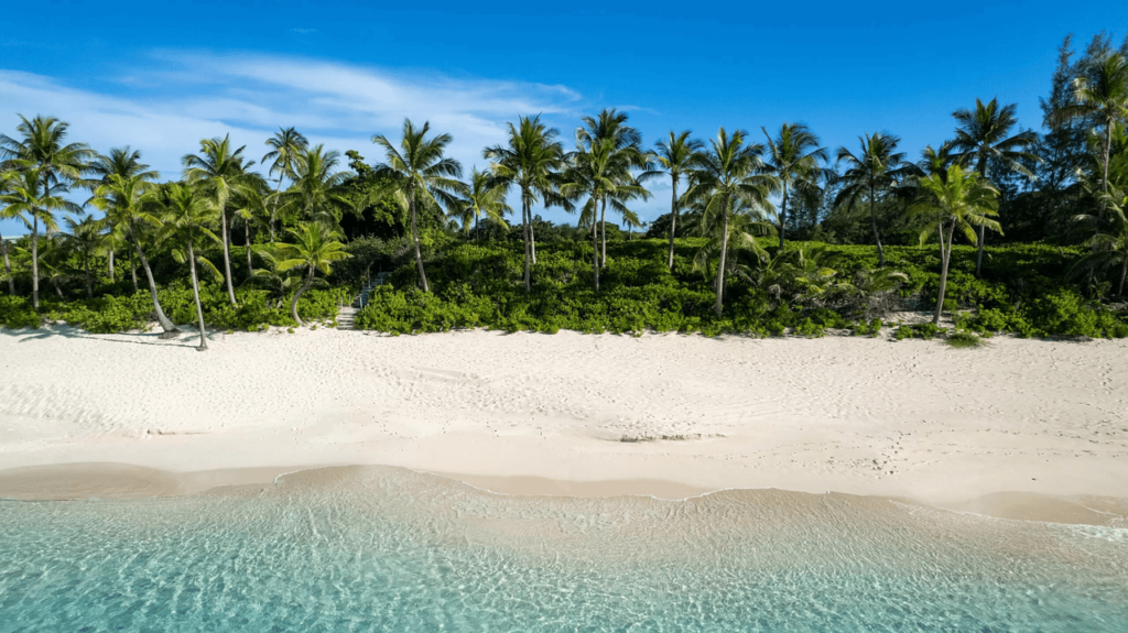 a beach with palm trees and a body of water