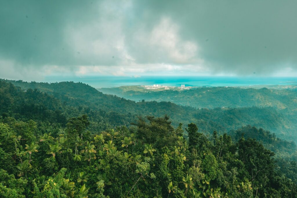 a view of a forest and the ocean from a high point